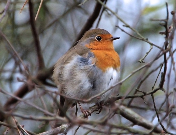 Европейский Робин (Erithacus rubecula)