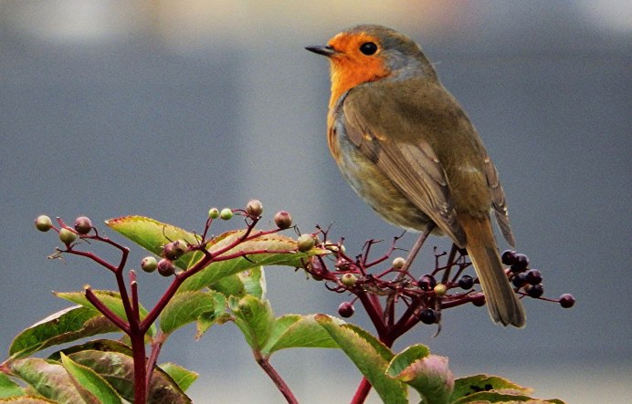 Зарянка – Erithacus rubecula