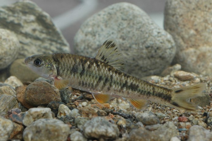 Белопёрый пескарь Romanogobio albipinnatus