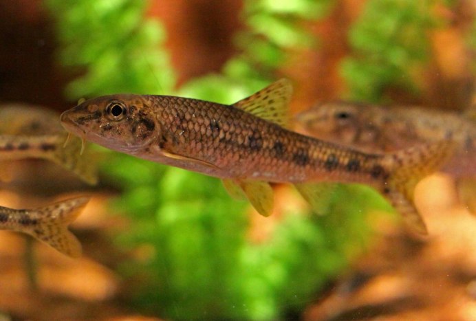 Белопёрый пескарь Romanogobio albipinnatus