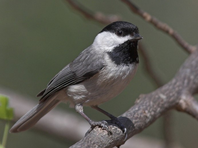 Синица серая (Parus cinereus)