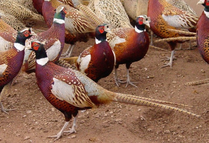 Фазан охотничий ферма