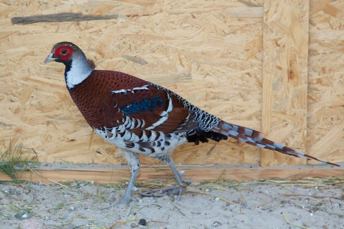 Северокавказский фазан