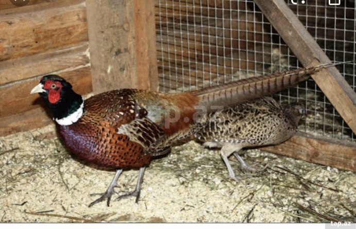 Фазан Дальневосточный