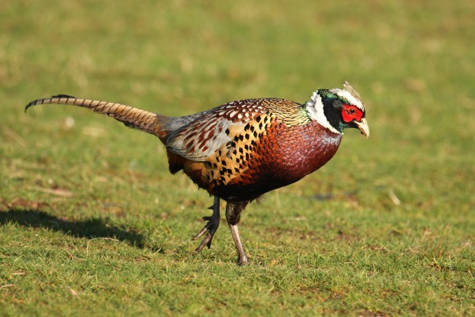 Дикая Банкивская курица