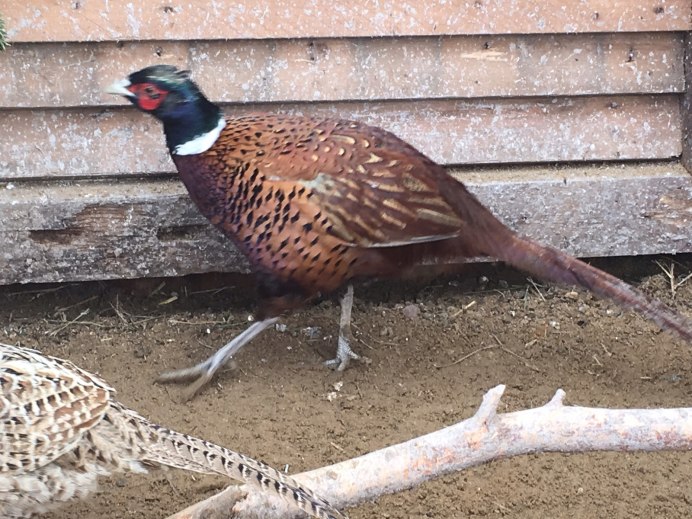 Золотой Королевский фазан