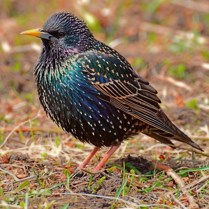 Обыкновенный скворец (Sturnus vulgaris)