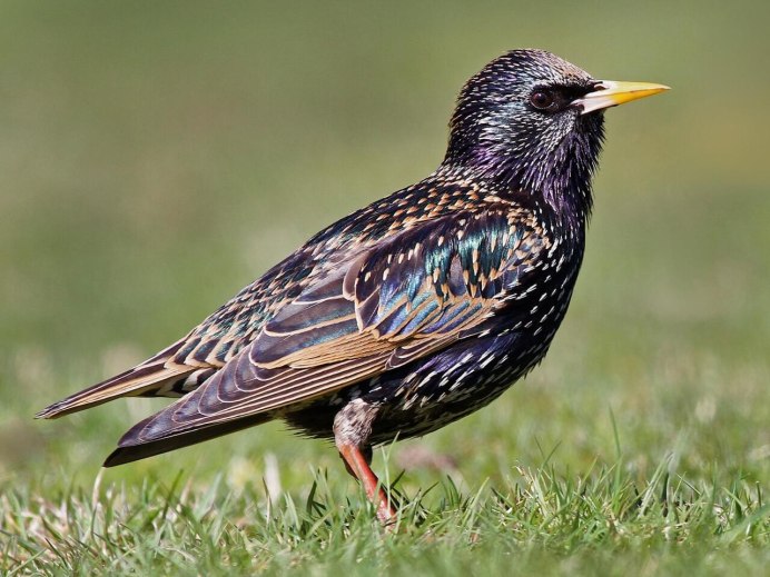 Скворец обыкновенный ‒ Sturnus vulgaris (l., 1758)