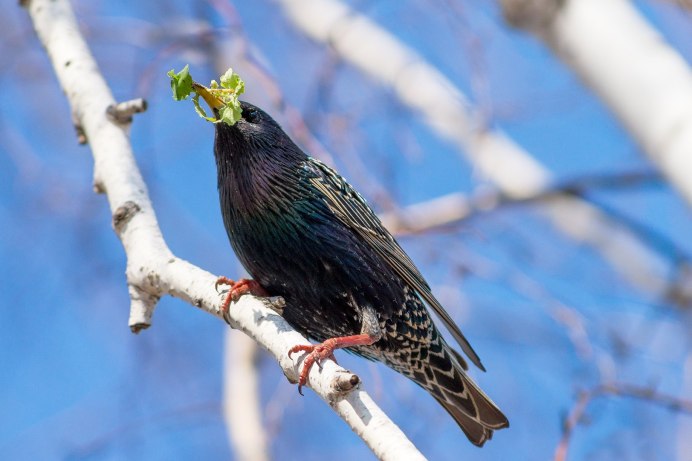 Капский скворец