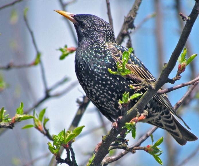 Sturnus vulgaris