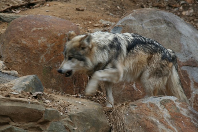 Mongolian Wolf