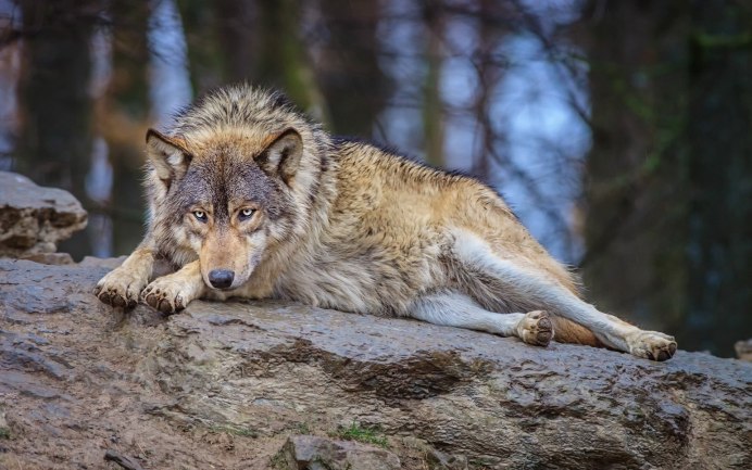 Canis himalayensis