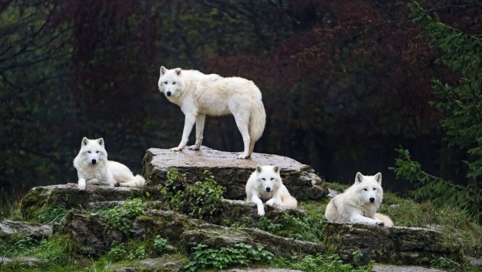 Himalayan Wolf