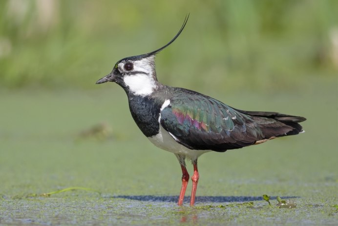 Чибис Vanellus Vanellus