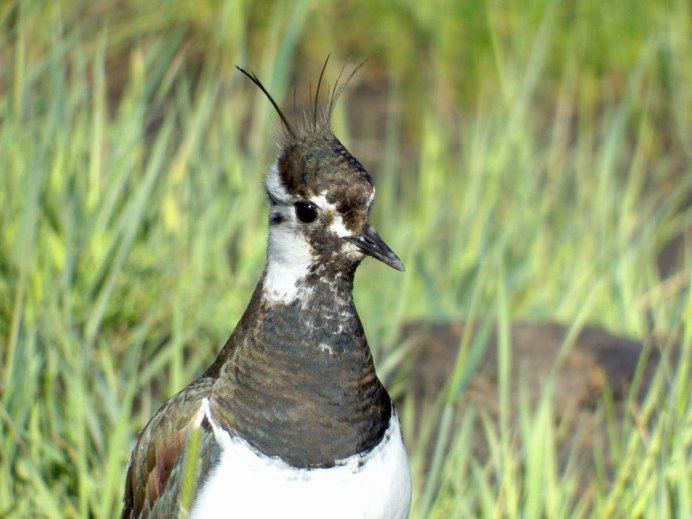 Чибис птица