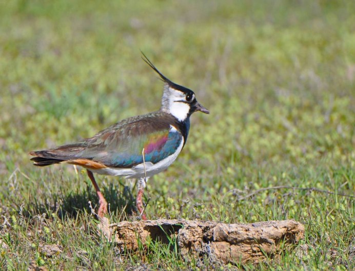 Чибис Vanellus Vanellus гнездо