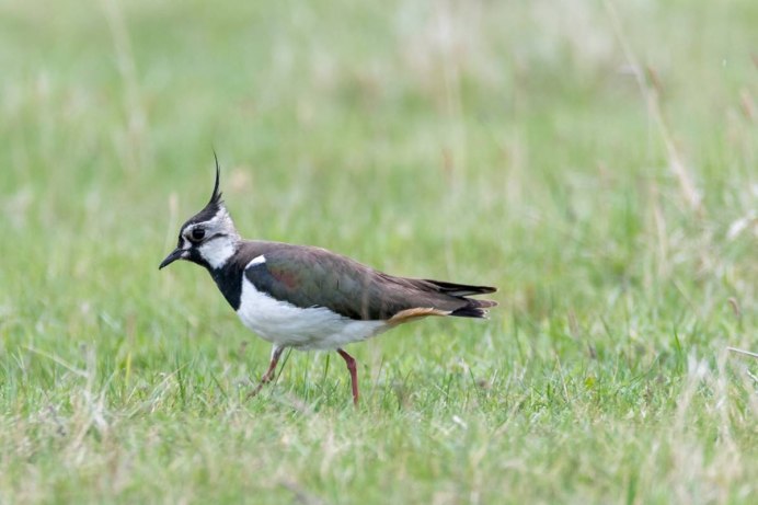 Чибис пигалица птица