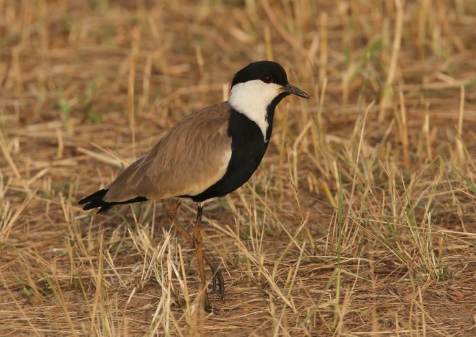 Уругвай Чибис