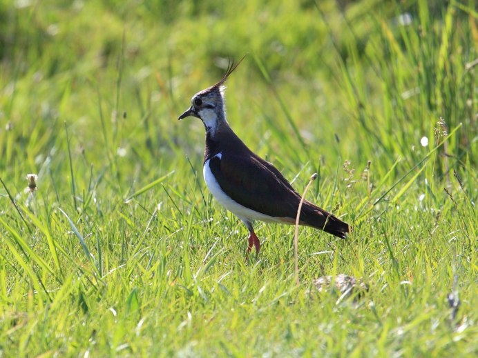 Чибис Vanellus Vanellus
