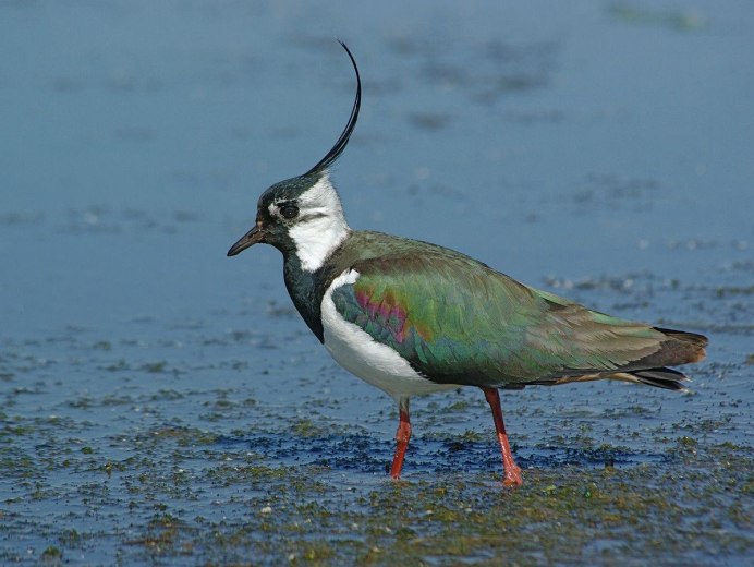 Lapwing INT