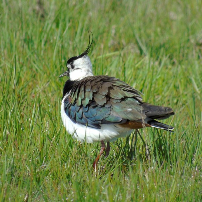 Птицы Ленинградской области Чибис