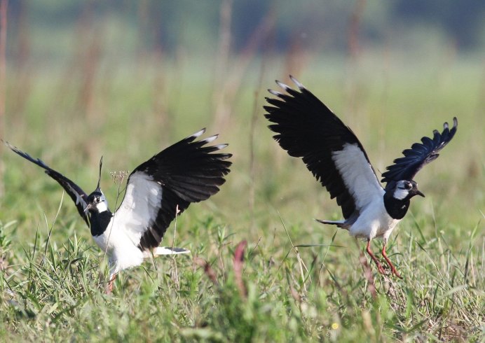 Чибис Забайкальский птица