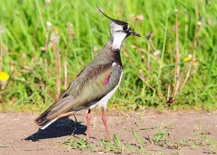 Чибис пигалица птица