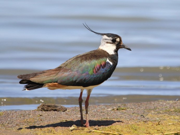 Чибис Vanellus Vanellus