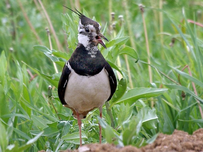 Чибис Забайкальский птица