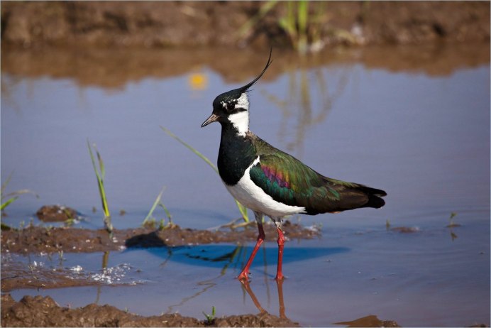 Чибис Vanellus Vanellus