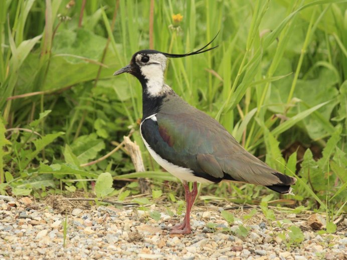 Чибис отряд