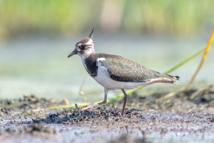 Чибис Vanellus Vanellus