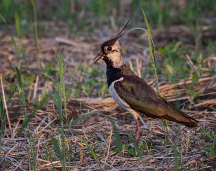 Чибис черный