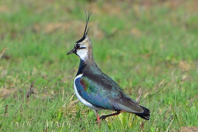 Чибис птица чучело