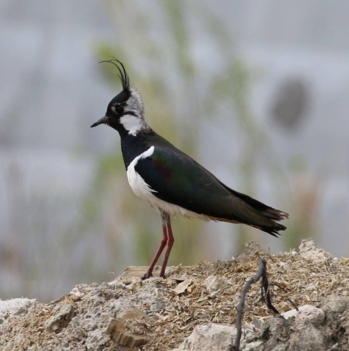 Чибис Болотная птица на закате