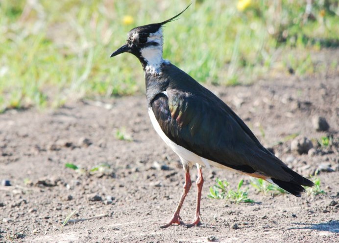 Чибис птица в Подмосковье