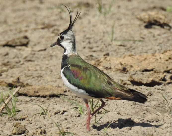 Полевой Чибис