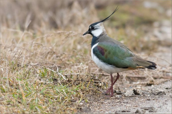 Кайенская пигалица