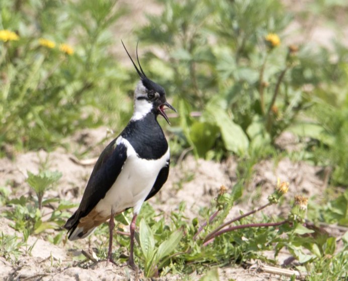 Хохлатые чибисы