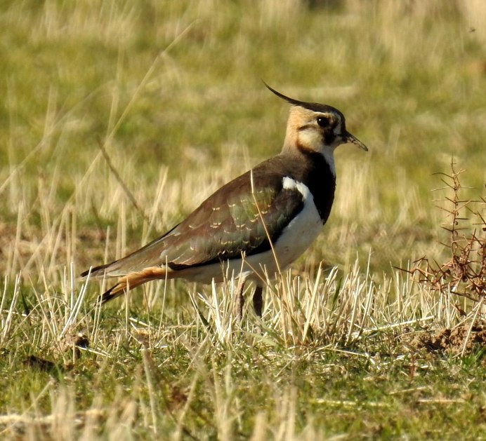 Чибис пигалица птица