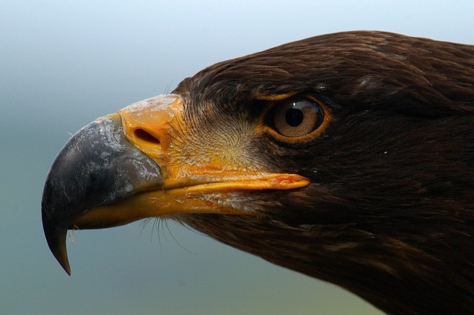 Eagle Eye macrophoto
