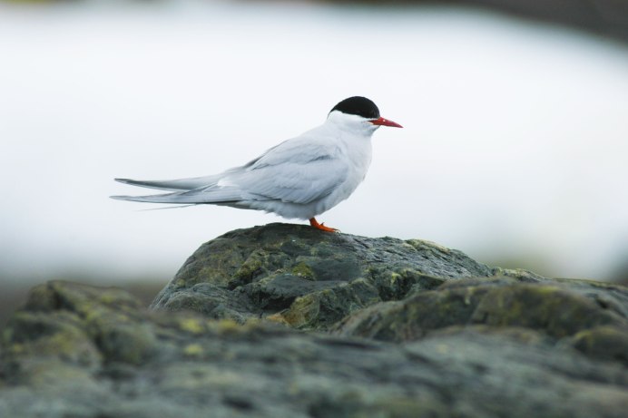 Atlantic Puffin птица