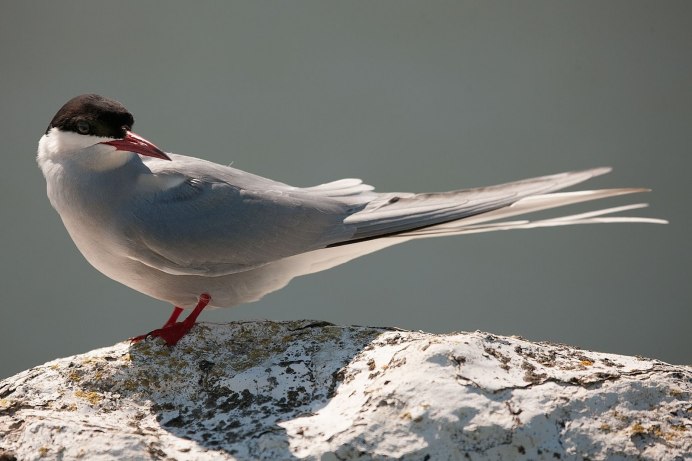 Камышница Gallinula chloropus
