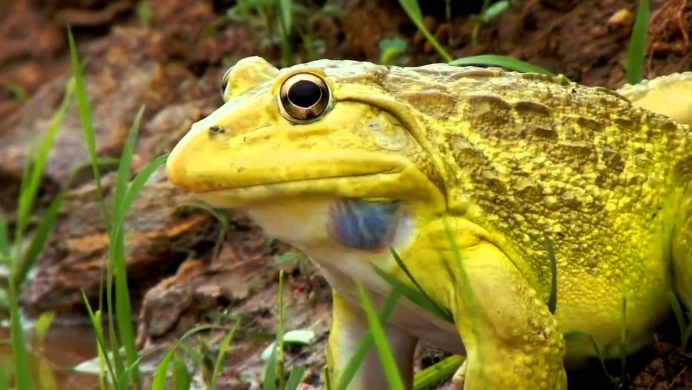 Североамериканская лягушка-бык