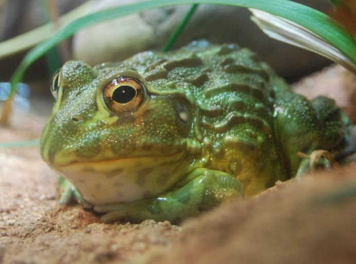 Лягушка-водонос (Pyxicephalus adspersus)