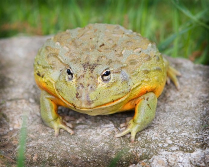 Водонос гигантский (Pyxicephalus adspersus)