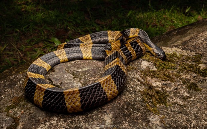 Bungarus fasciatus