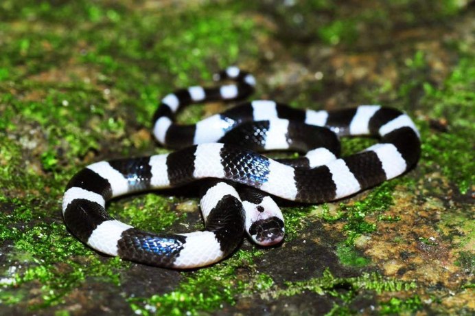 Bungarus fasciatus