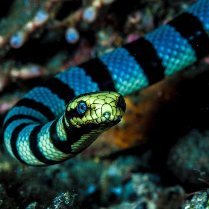 Лучистая змея Xenopeltis Unicolor