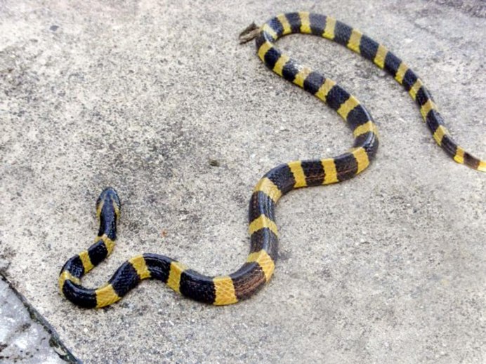 Индийский Крайт (Bungarus caeruleus)